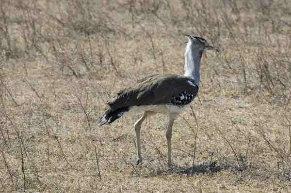 Avutarda Kori - cráter del Ngorongoro - Tanzania.jpg